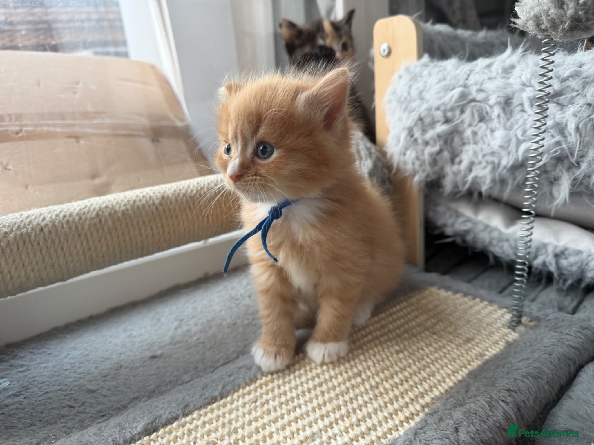 Domestic Shorthair cats Beautiful Kittens - 3 longhaired & 2 shorthaired  - Advert 2