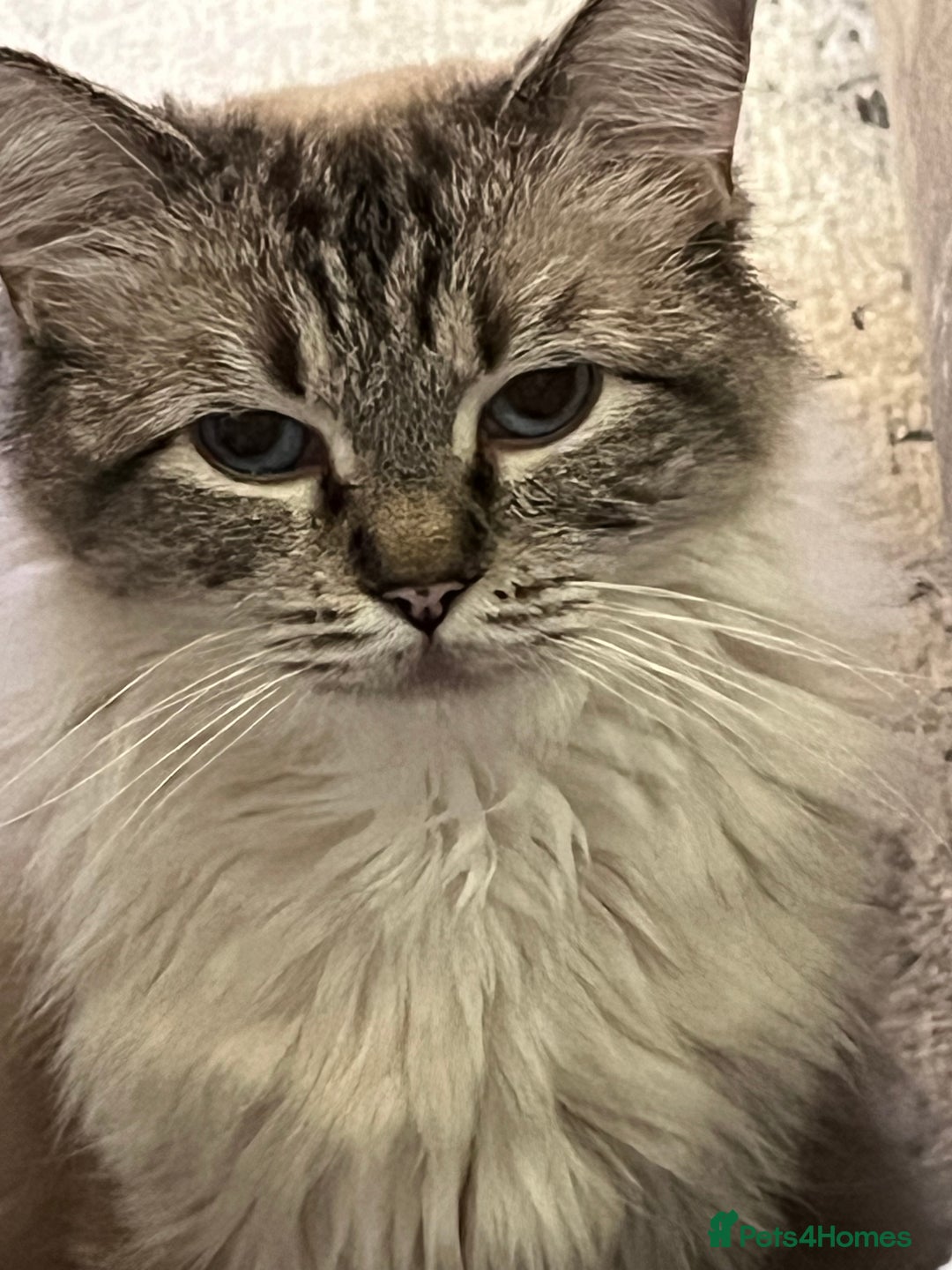 Ragdoll cats for sale: Beautiful Pedigree Seal Point Ragdoll Girl - Advert 3