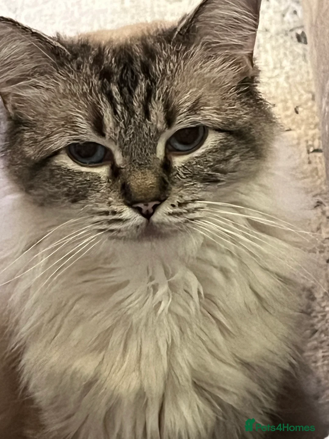 Ragdoll cats for sale:  Pedigree - Seal Point Ragdoll GCCF Girl(Reserved) - Advert 2