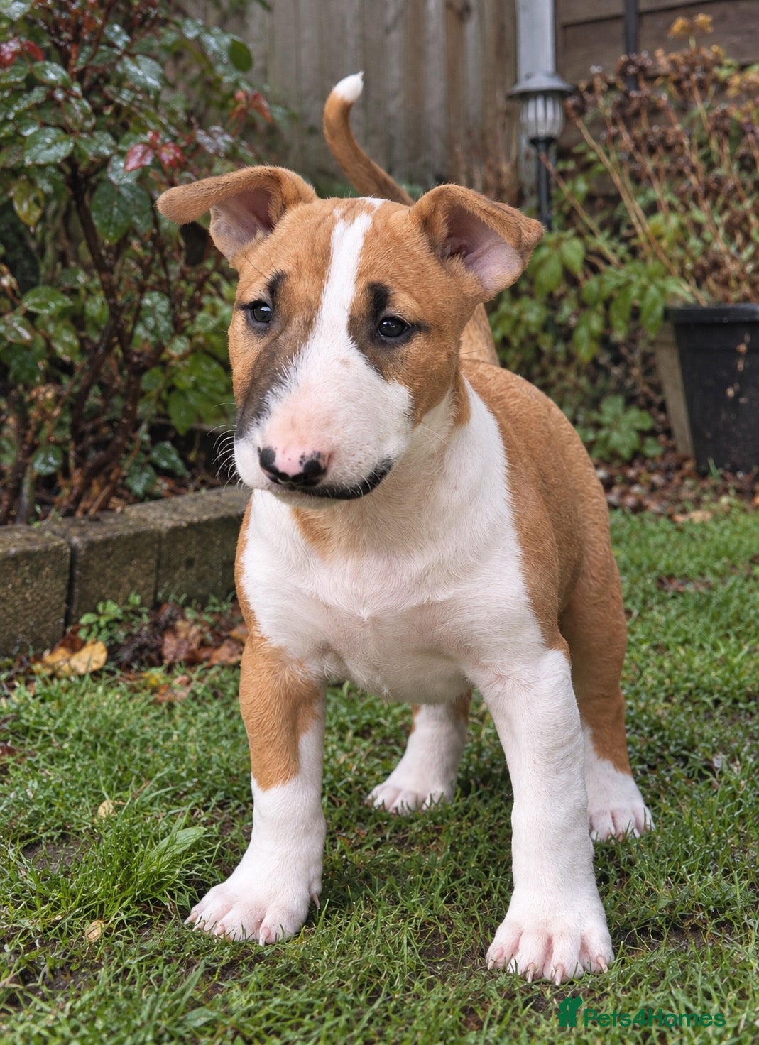 English Bull Terrier dogs  Don’t miss out on this outstanding litter - Advert 18