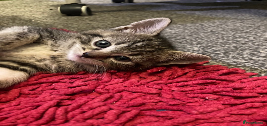 Gallery Image {{count}}