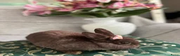 Netherland Dwarf rabbits for sale: Buns for rehoming 5* free roam homes only please - Advert 3