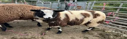 Sheep livestock for sale: Selection of graded Dutch spotted gimmer hoggs  - Advert 8