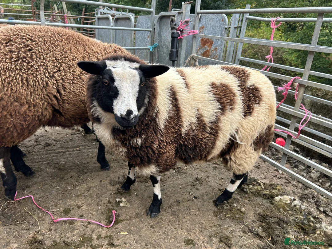 Sheep livestock for sale: Selection of graded Dutch spotted gimmer hoggs  - Advert 8