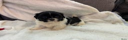 Shih Tzu dogs for sale: Beautiful litter of 6 Shih Tuz pups  - Advert 10