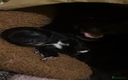 Sheepadoodle dogs for sale: Micro mini Sheepadoodle  - Image 2