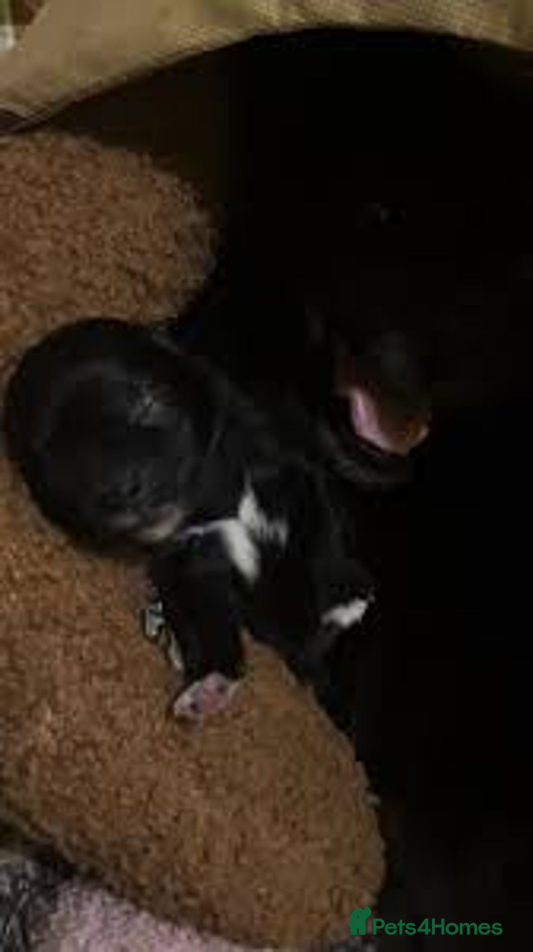 Sheepadoodle dogs for sale: Micro mini Sheepadoodle  - Image 2