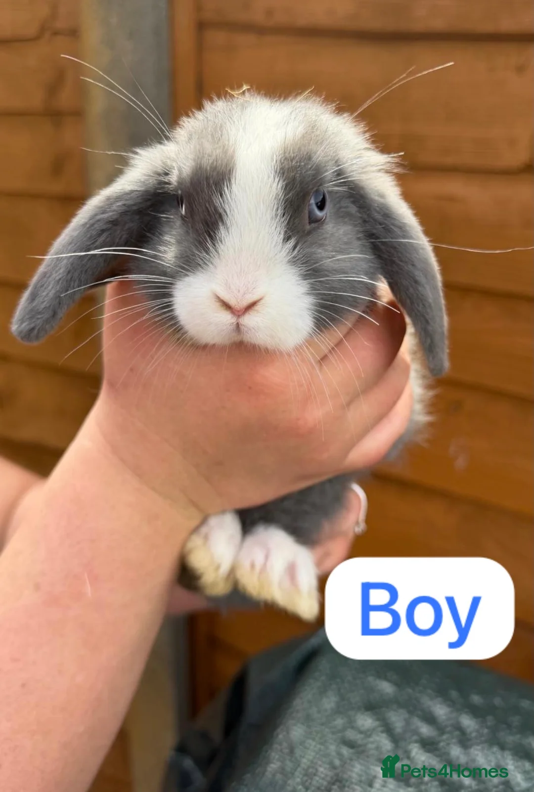 Mini Lop rabbits for sale: Mini lops  - Advert 2