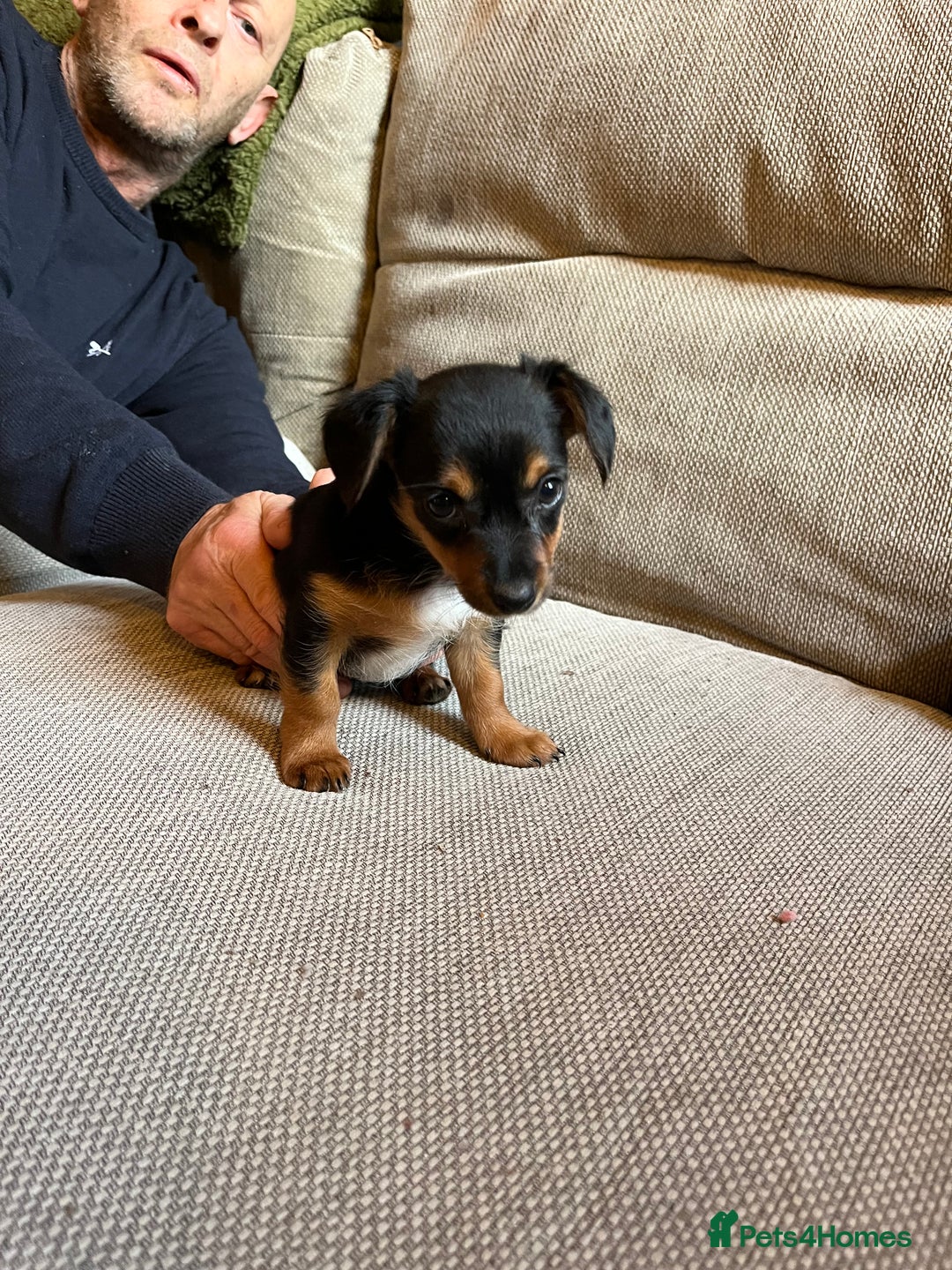 Jack Russell dogs for sale: Jack Russell puppies for sale - Advert 4