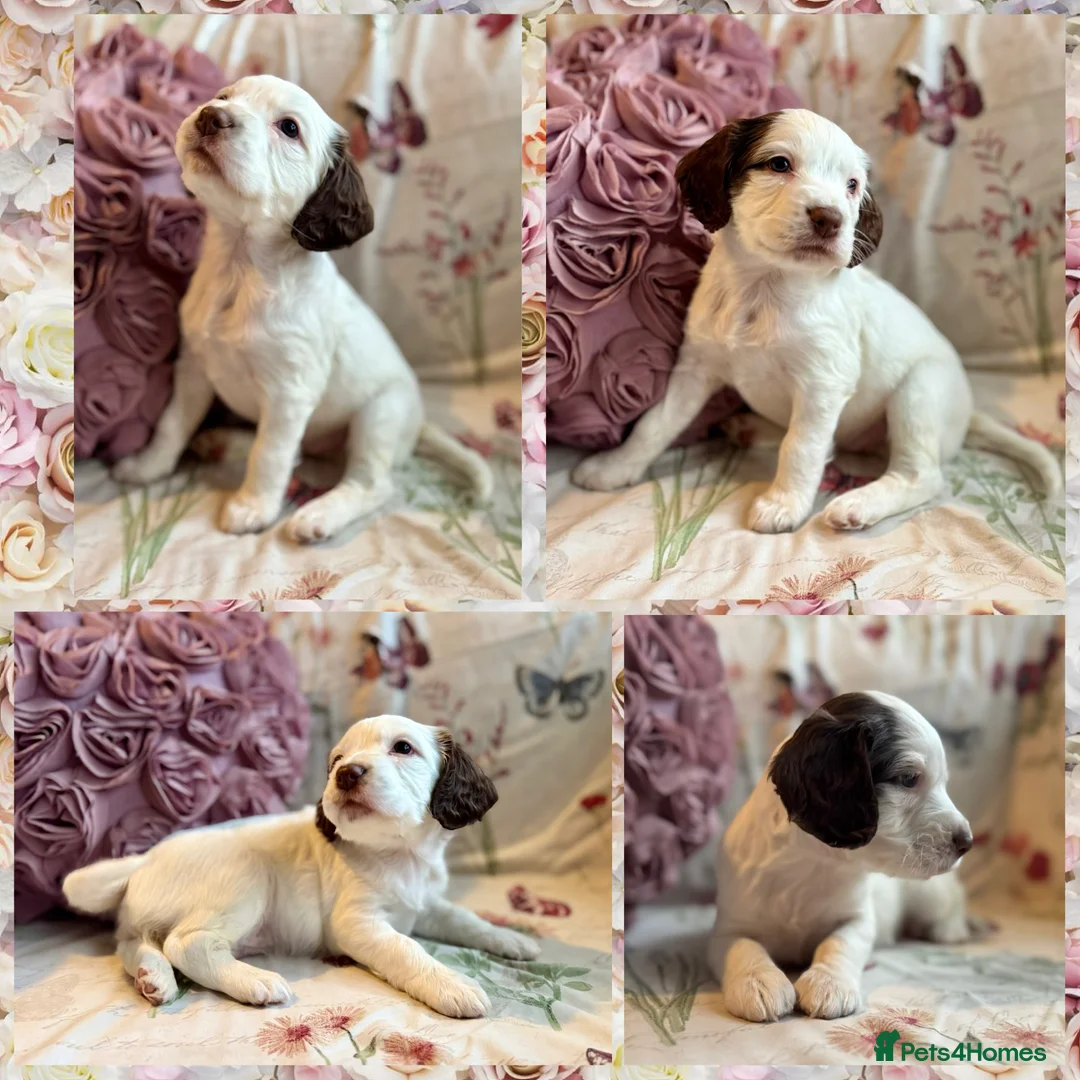 Sprocker dogs for sale: Beautiful Sprocker Spaniel pups  - Advert 24