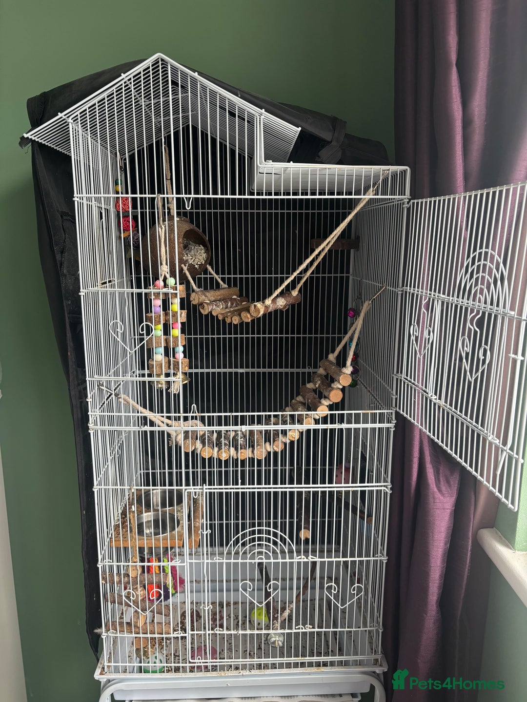 Finches birds for sale: Zebra Finches + Cage Setup - Image 5