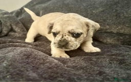 Mixed Breed dogs for sale: Beautiful Frenchie cross dachshund puppies   - Image 14