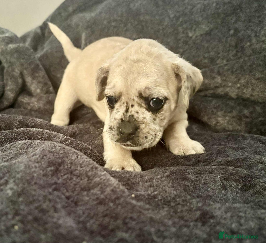 Mixed Breed dogs for sale: Beautiful Frenchie cross dachshund puppies   - Image 14
