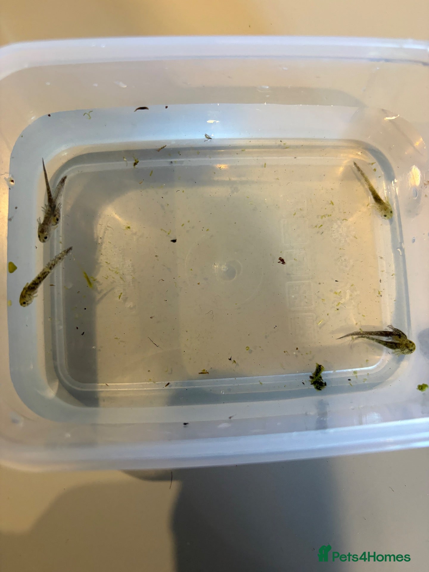 Axolotl reptiles Baby axolotls- 6 weeks old  - Advert 1