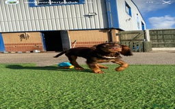 Cocker Spaniel dogs for sale: Re-homing our cocker spaniel puppy - Image 2