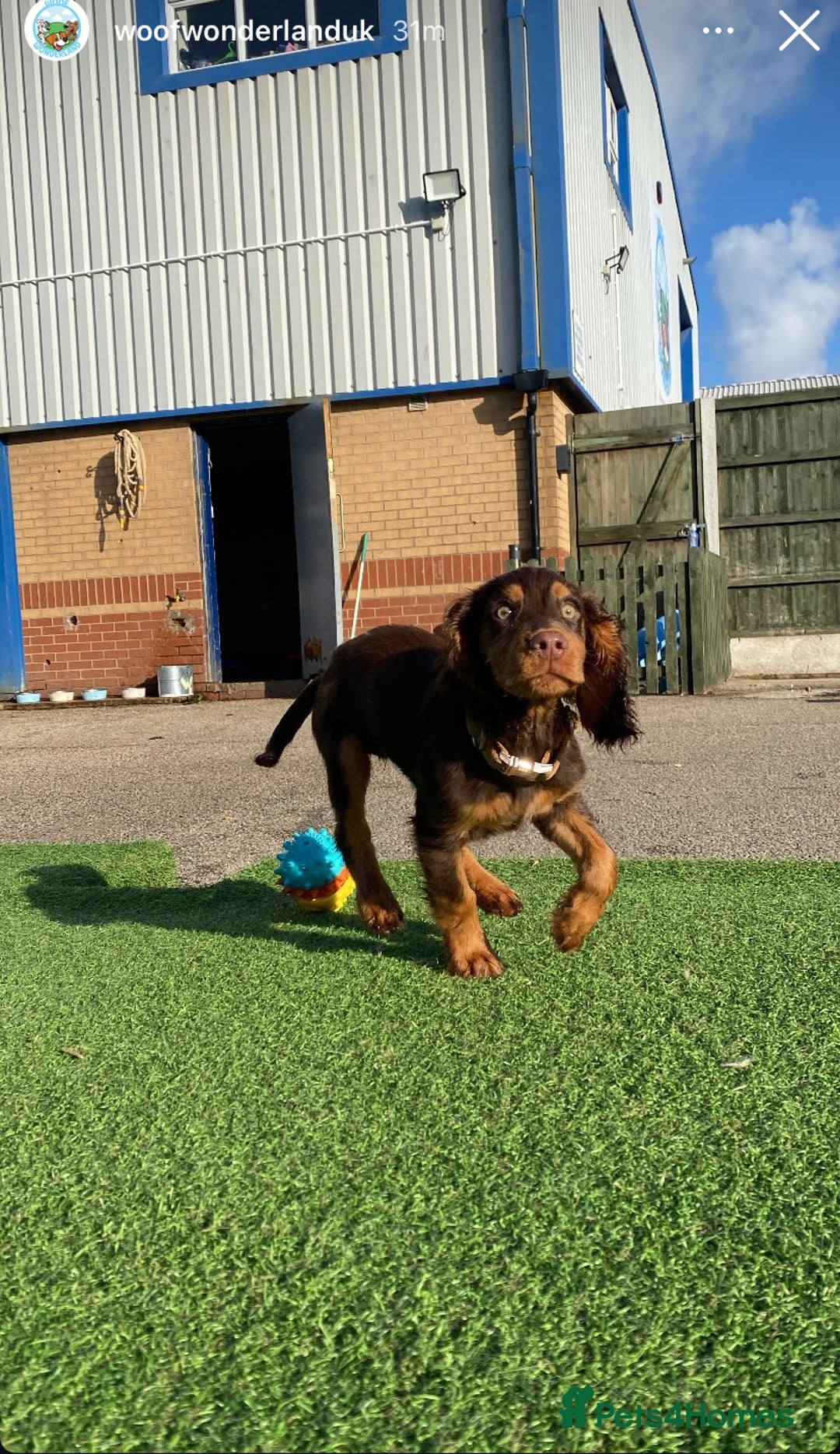 Cocker Spaniel dogs for sale: Re-homing our cocker spaniel puppy - Image 2