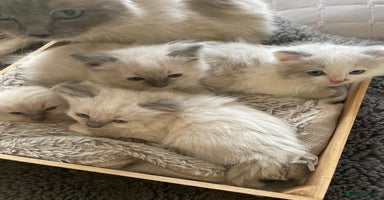 Ragdoll cats - Advert 5