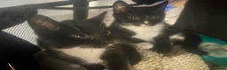 Mixed Breed cats for sale: 5 adorable kittens for sale  - Advert 3