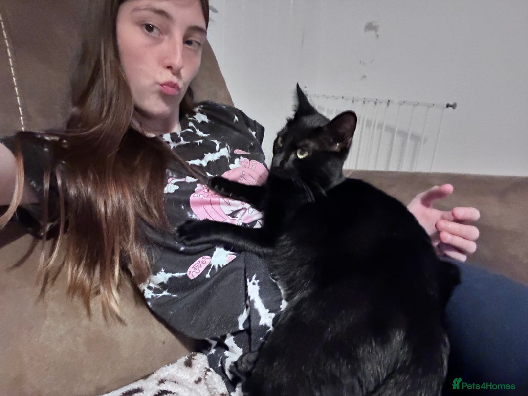 British Shorthair cats for sale: Mother of 2 Kittens Available to buy - Advert 9