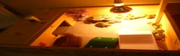 Hermann Tortoise reptiles for sale: 1 Year Old Hermann Tortoise with Tortoise Table - Advert 5