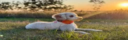 Australian Labradoodle dogs for sale: Multigenerational Australian Labradoodle  in Leicester - Advert 7