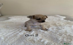 Mixed Breed dogs for sale: Chug puppies  - Image 5