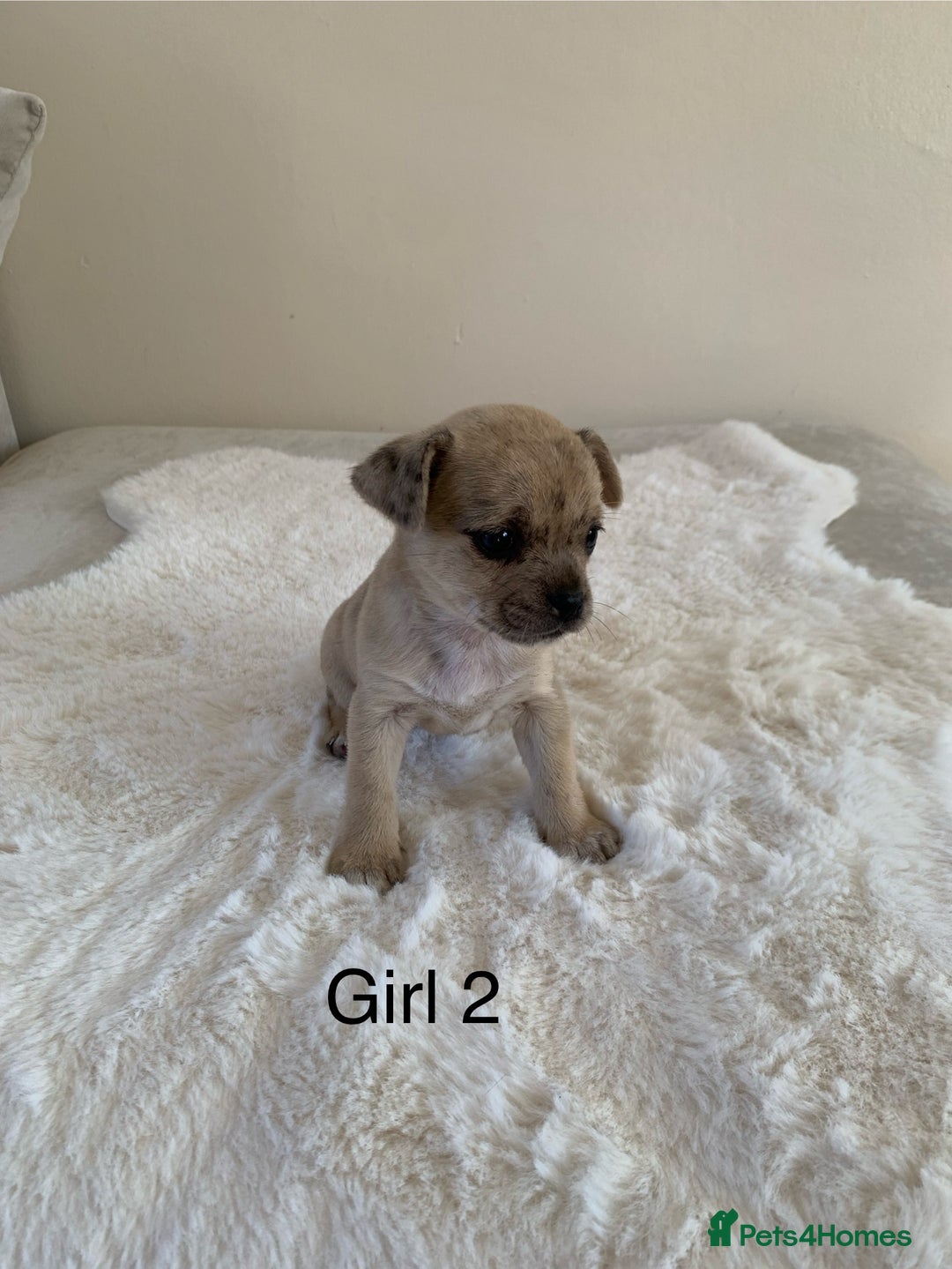 Mixed Breed dogs for sale: Chug puppies  - Image 5