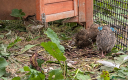 Chickens poultry for sale: chicks, quail chicks and pairs - Image 12