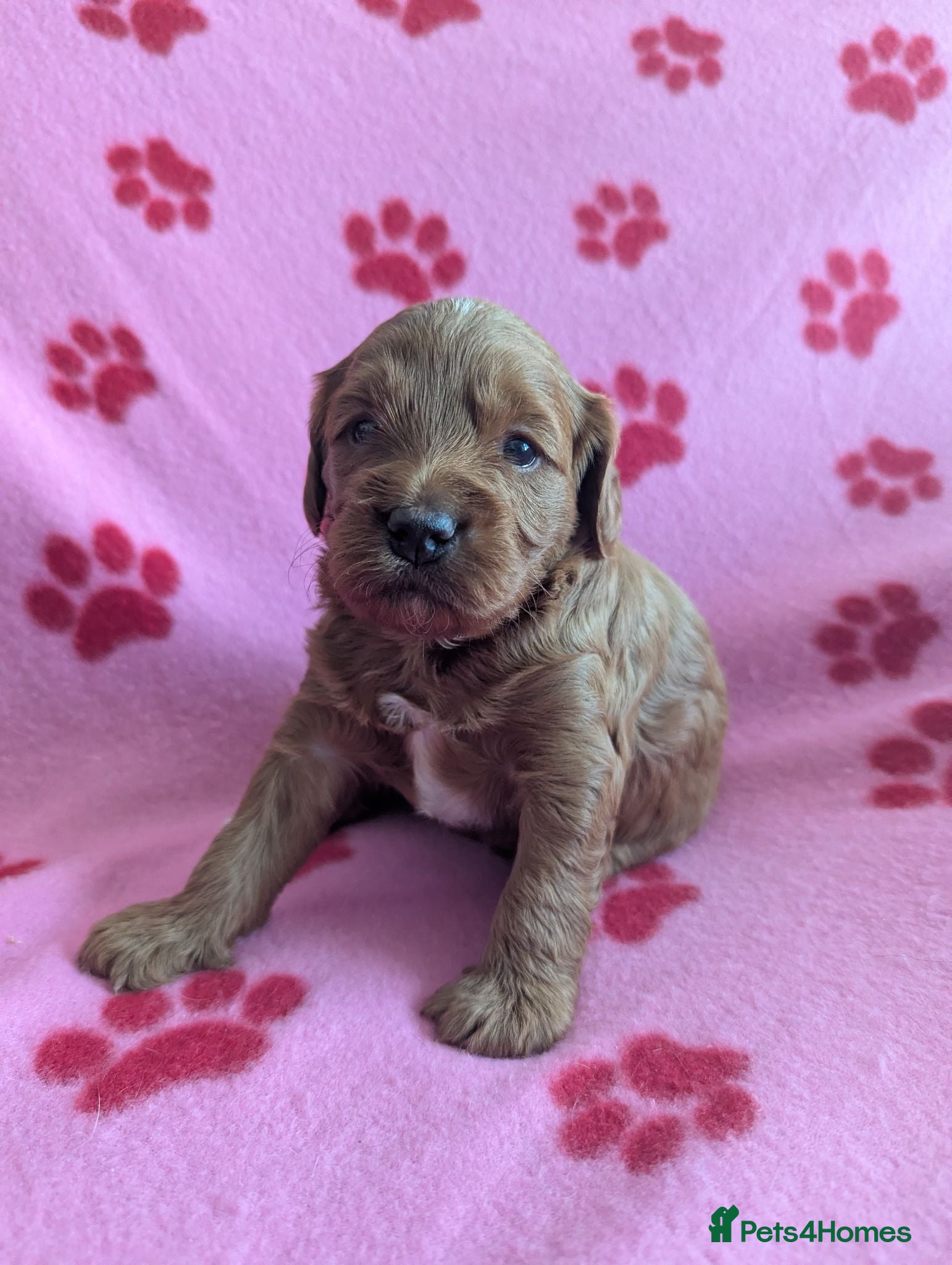 Cavapoo dogs Beautiful Red Cavapoo boys  - Advert 2