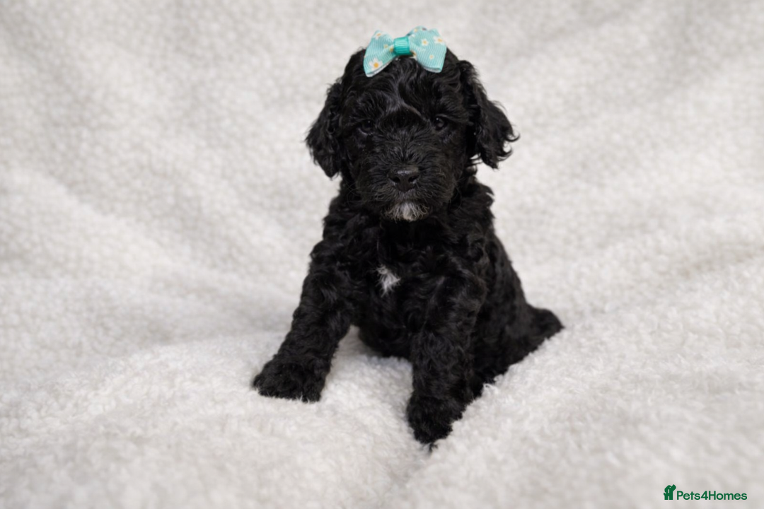 Cockapoo dogs for sale: Cockapoo Boys - Advert 5