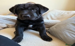 Mixed Breed dogs for sale: 12 week old Labrador mix puppy - Image 6