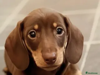 Miniature Dachshund dogs One chocolate and cream boy available - Advert 9
