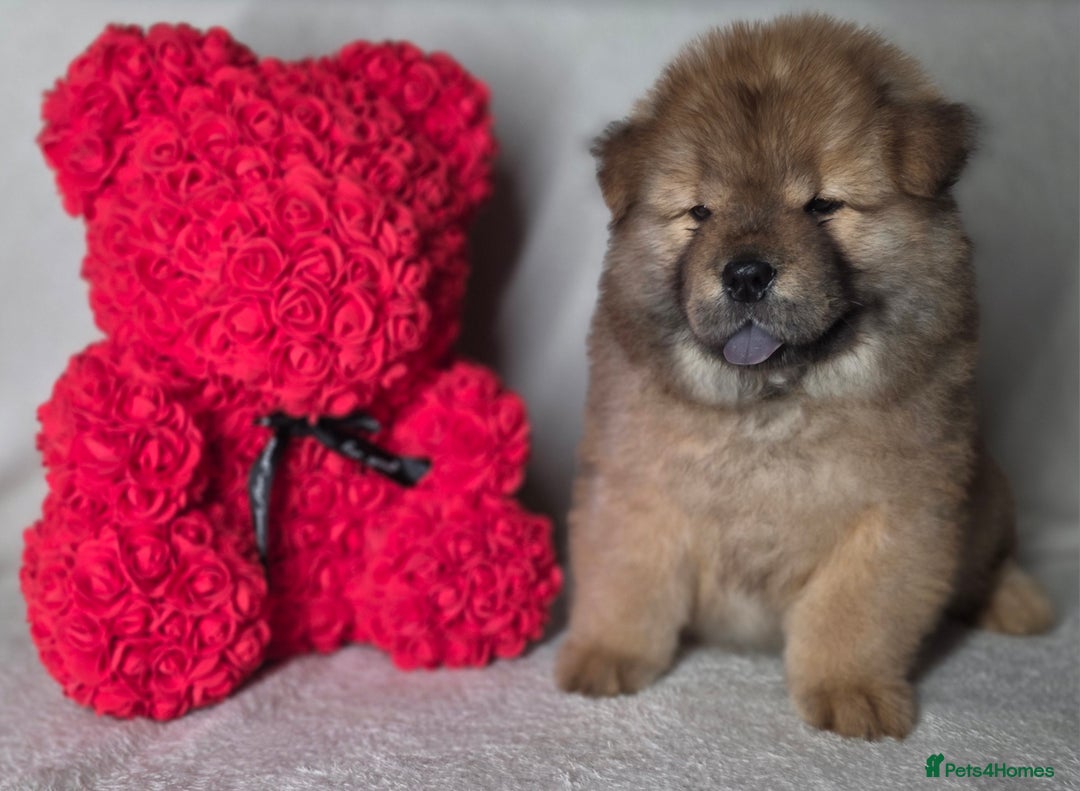 Chow Chow dogs for sale: Last Puppy – Rare Blue Chow Chow Girl🐾 - Image 19