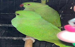 Ringnecks birds for sale: Indian ringnecks blue/green - Image 6