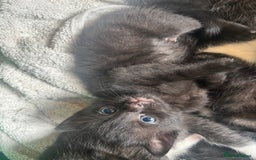 Mixed Breed cats for sale: 4 adorable kitten for sale💕 - Image 6