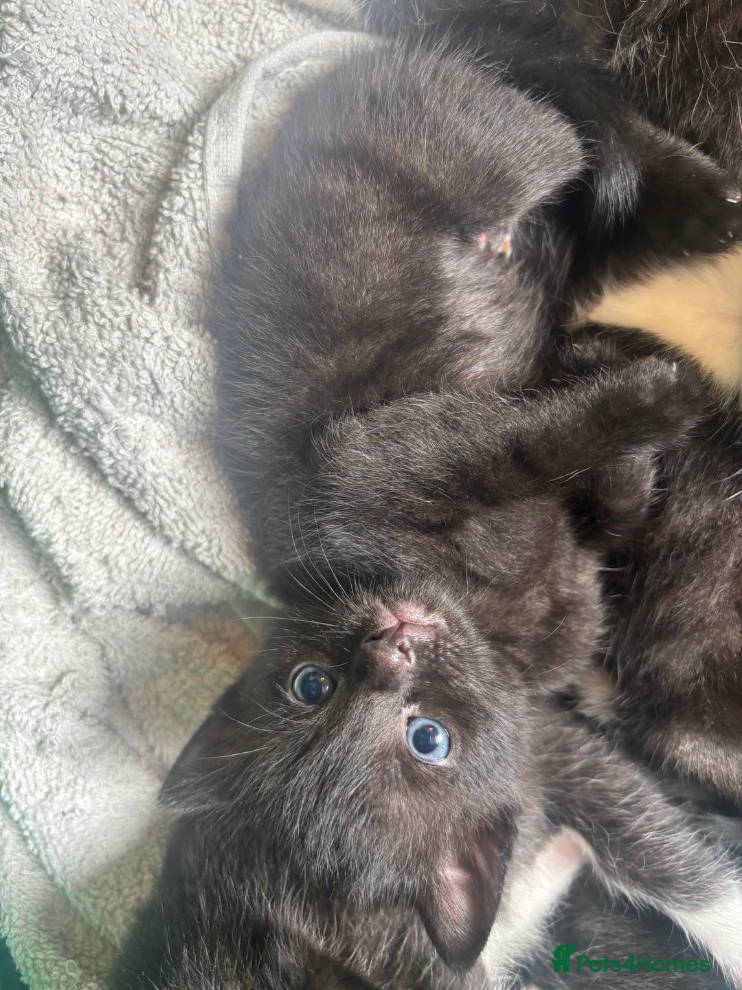 Mixed Breed cats for sale: 4 adorable kitten for sale💕 - Image 6