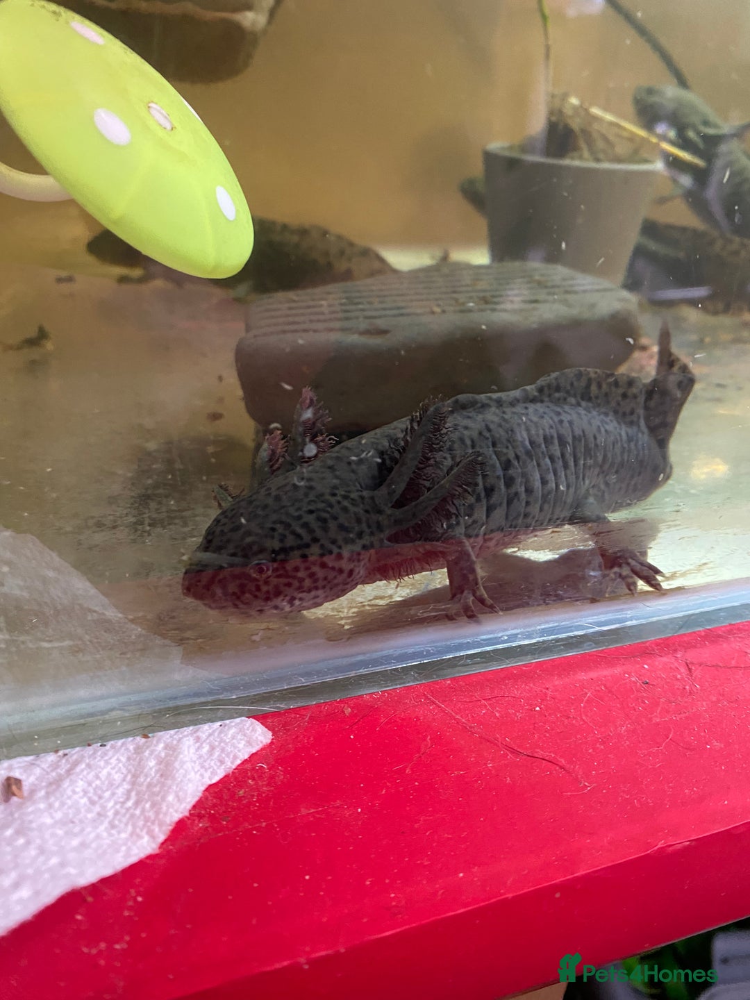 Other/Mixed Breed fish for sale: 3 x male Axolotl available. Wild / Dalmatian  - Image 5
