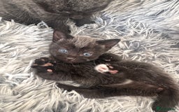 Russian Blue cats for sale: 2 Russian Blue x Siamese Kittens - Image 2