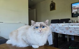 Ragdoll cats for sale: Ragdoll queen for sale - Image 1