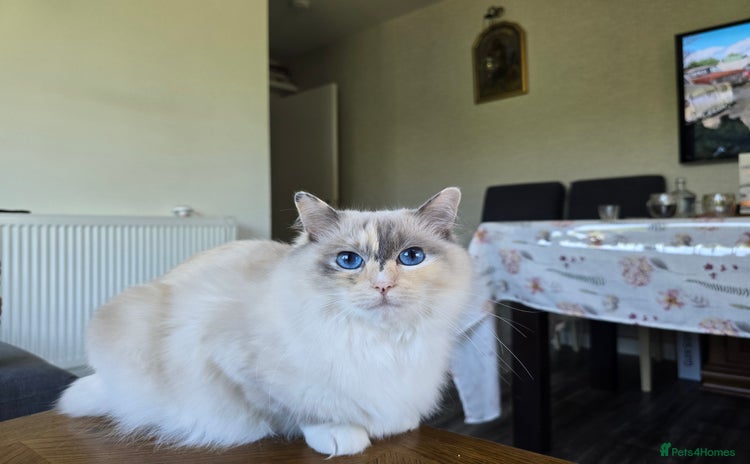 Ragdoll cats - Advert 8