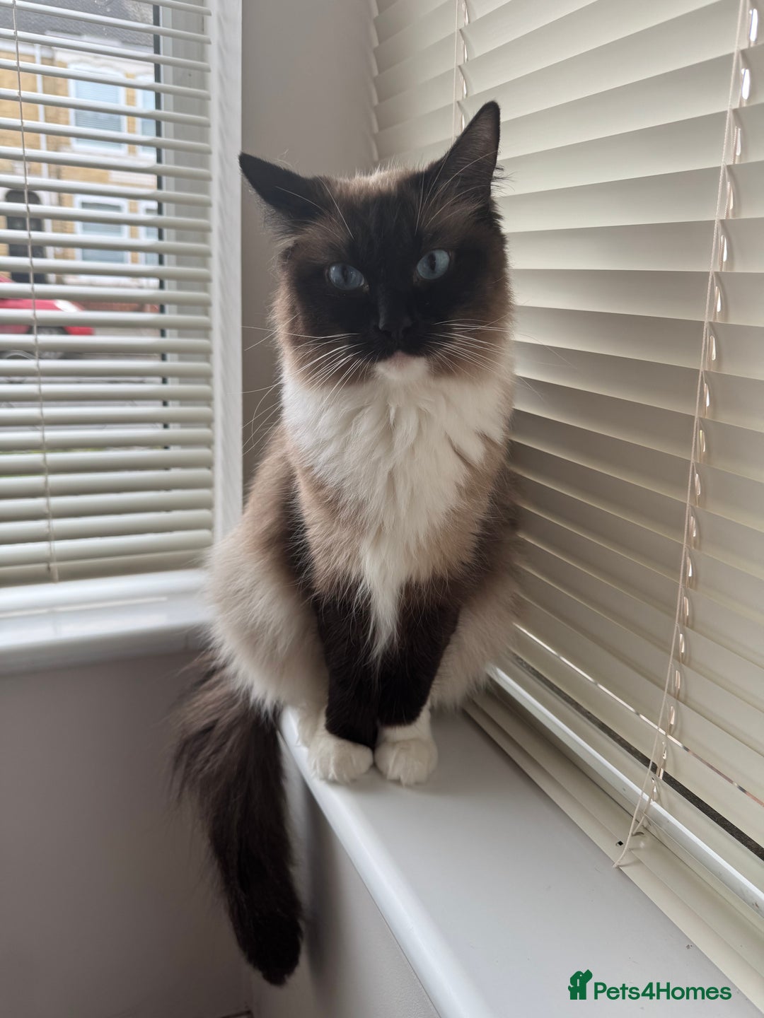 Ragdoll cats for sale: Female ragdoll - Advert 5