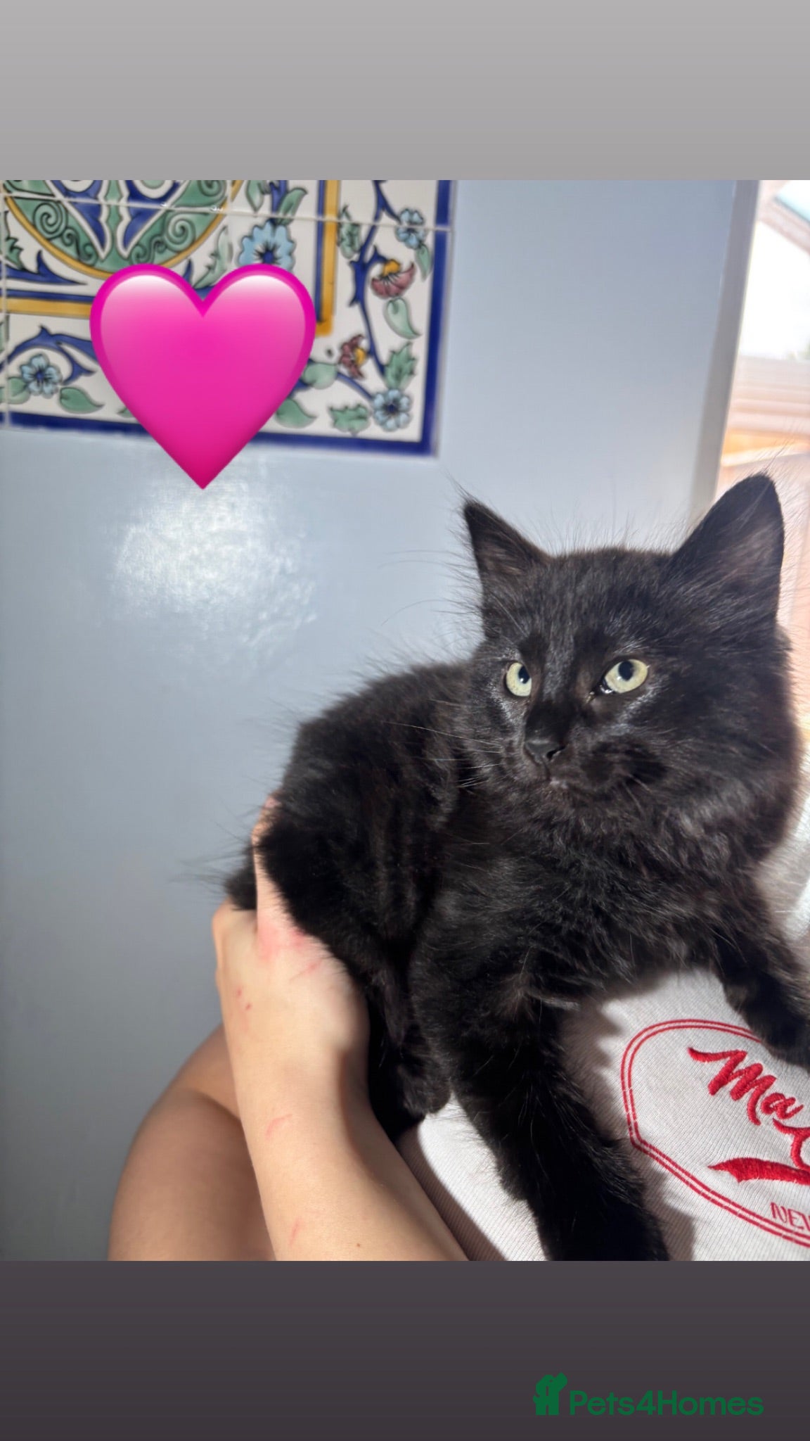 Mixed Breed cats Mixed gender black kittens  - Advert 10