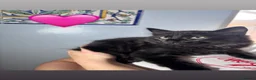 Mixed Breed cats for sale: Mixed gender black kittens  - Advert 1