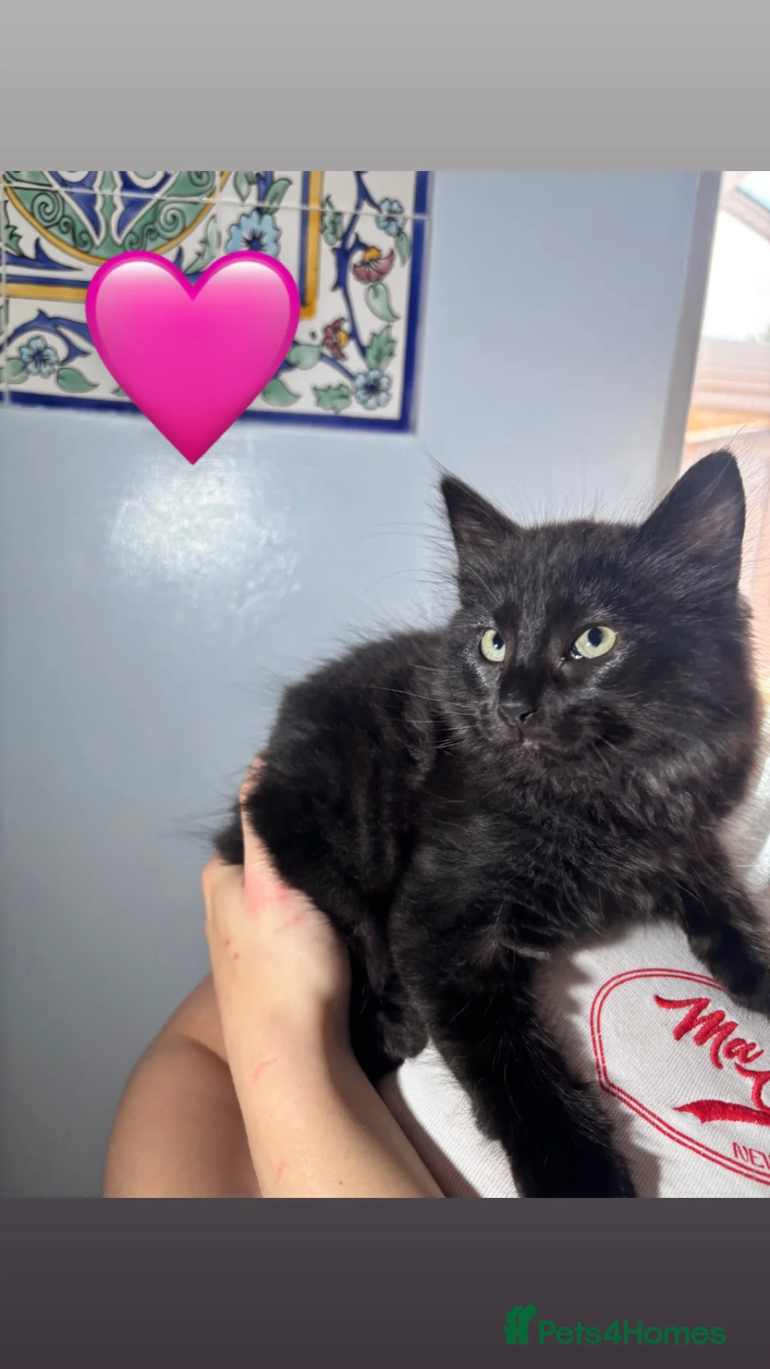 Mixed Breed cats for sale: Mixed gender black kittens  - Advert 1