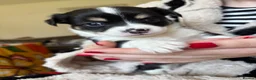 Chihuahua dogs for sale: Chihuahua Puppies For Sale! - Advert 1