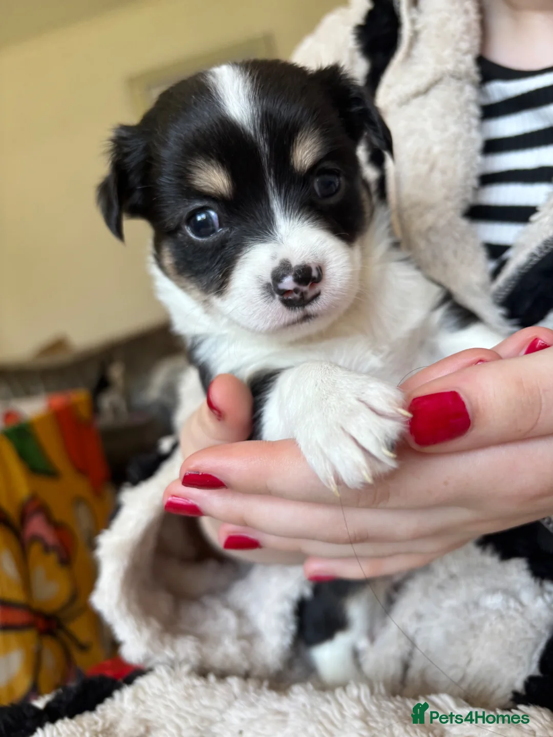 Chihuahua dogs for sale: Chihuahua Puppies For Sale! - Advert 1