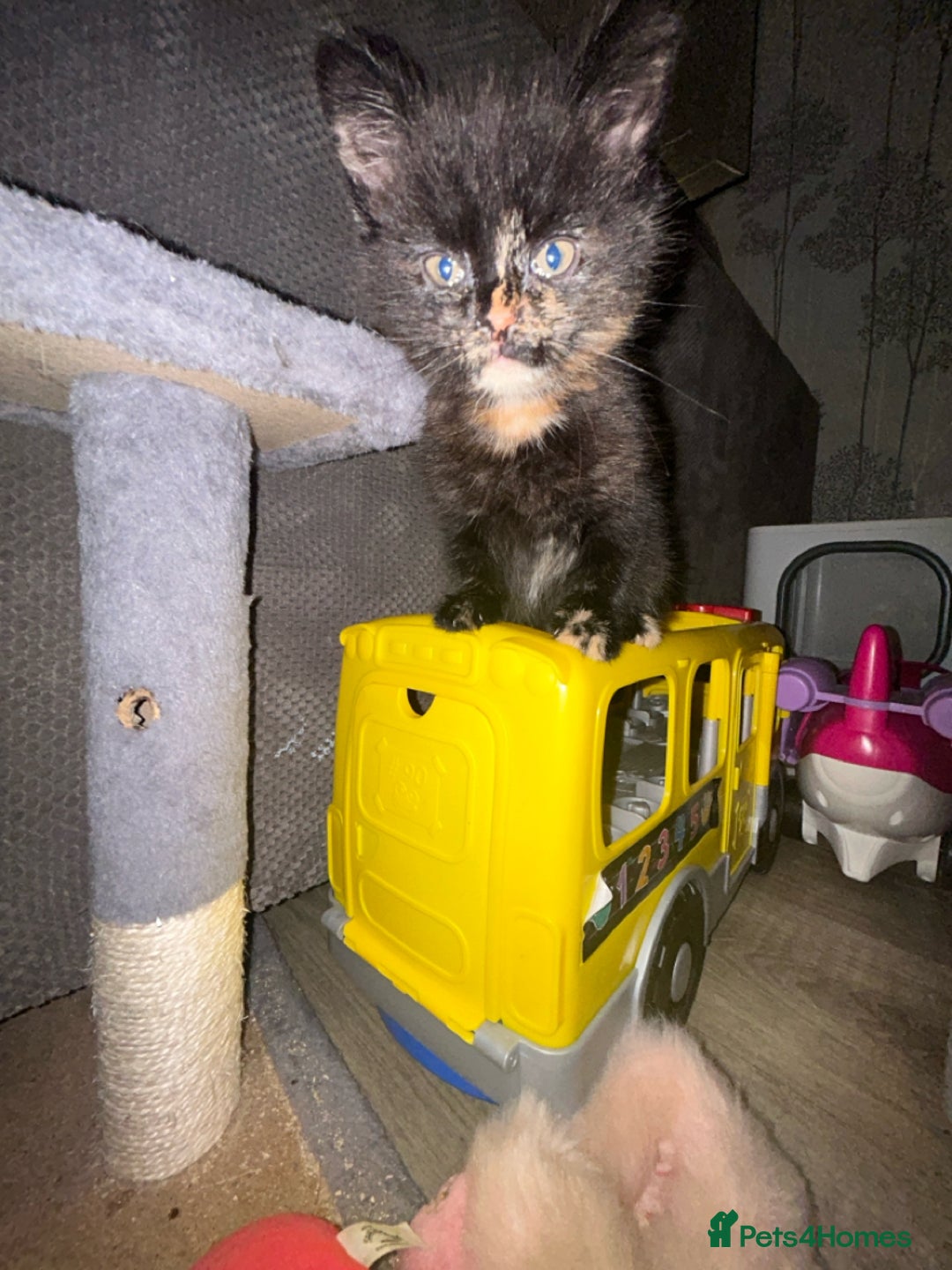 Mixed Breed cats for sale: Kittens - Image 7