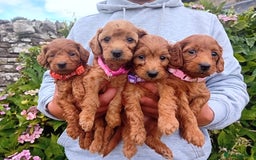 Goldendoodle dogs for sale: Stunning Miniature Goldendoodles - Image 16