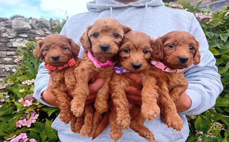 Goldendoodle dogs - Advert 1