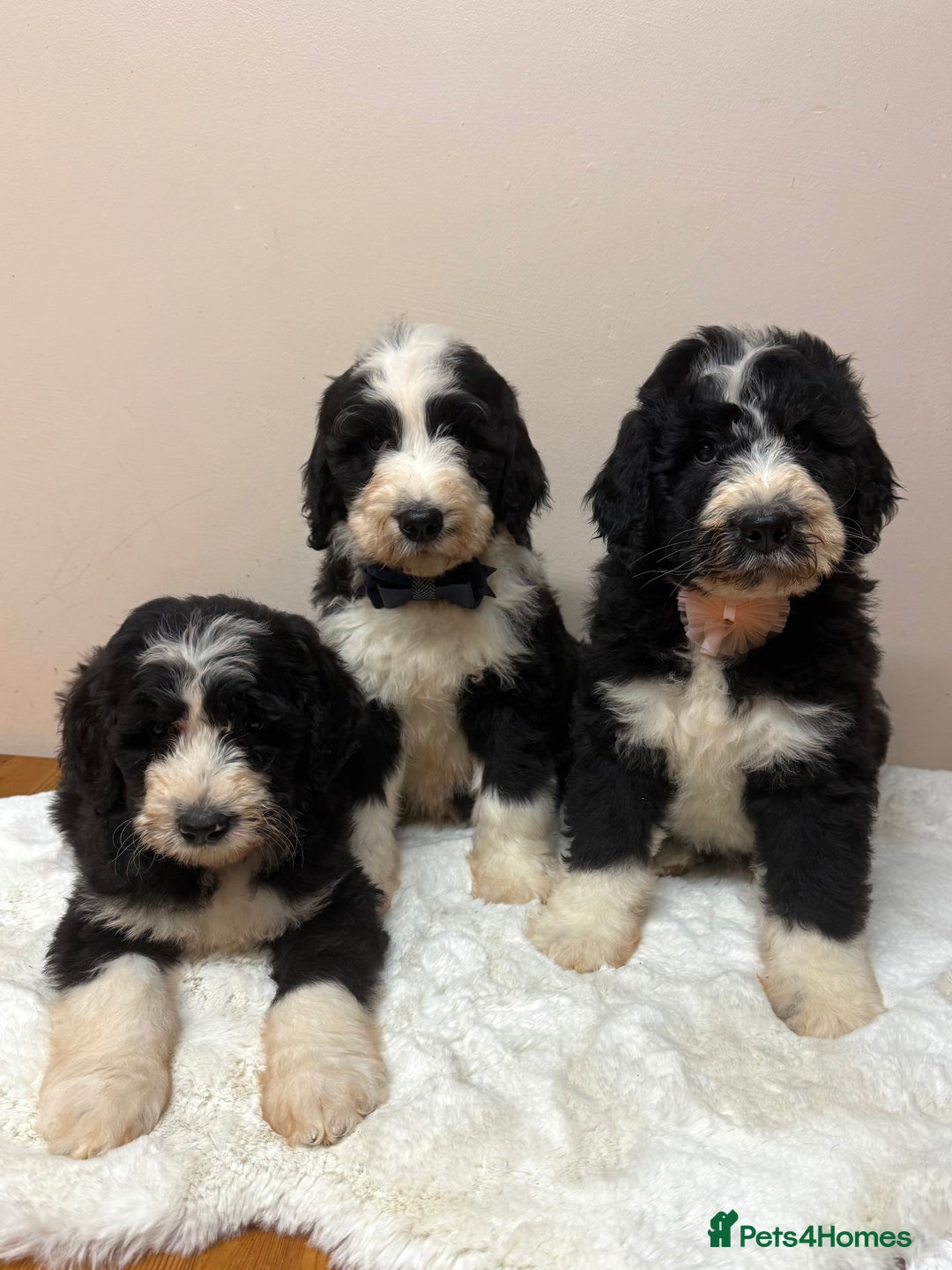 Bernedoodle dogs for sale: F1 Standard Bernerdoodles - Advert 8